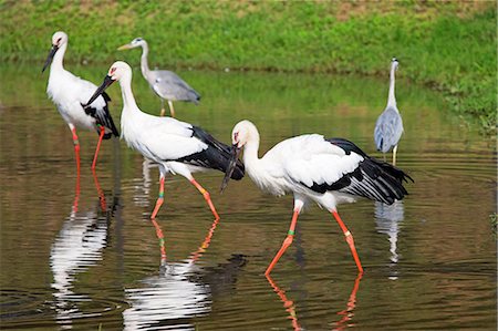 Oriental Stork, Hyogo, Japan Foto de stock - Direito Controlado, Número: 859-06724974