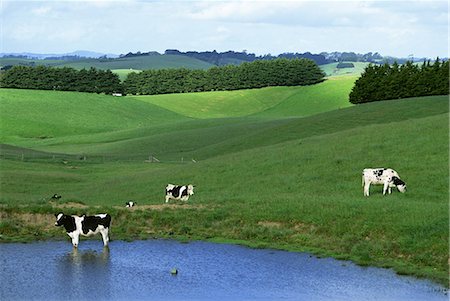 Holstein Cattle Photographie de stock - Rights-Managed, Code: 859-06724998