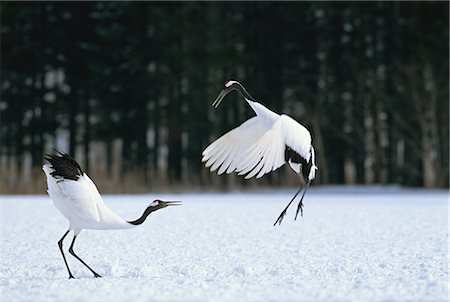 red-crowned crane - Japanese Crane, Hokkaido, Japan Foto de stock - Direito Controlado, Número: 859-06725007