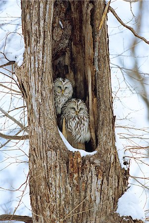 photos of owl in tree - Ezo Owl, Hokkaido, Japan Foto de stock - Con derechos protegidos, Código: 859-06725017