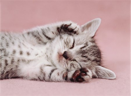 American Shorthair Stock Photo - Rights-Managed, Code: 859-06725010