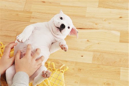 Playing with a Staffordshire Bull Terrier Stock Photo - Rights-Managed, Code: 859-06725064