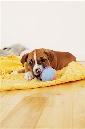simsearch:859-06725114,k - Staffordshire Bull Terrier biting a ball on a blanket Stock Photo - Rights-Managed, Code: 859-06725066