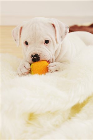 floor dog kid - Staffordshire Bull Terrier biting a ball on a blanket Stock Photo - Rights-Managed, Code: 859-06725069