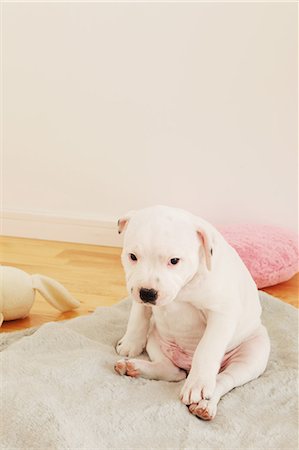 simsearch:859-06725114,k - Staffordshire Bull Terrier sitting on a carpet Stock Photo - Rights-Managed, Code: 859-06725063