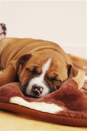 simsearch:859-07310677,k - Staffordshire Bull Terrier sleeping on a blanket Foto de stock - Con derechos protegidos, Código: 859-06725075