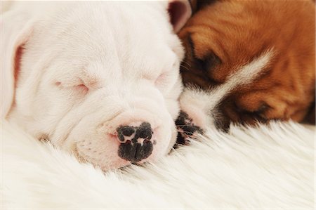 dog eyes - Staffordshire Bull Terrier sleeping on a carpet Stock Photo - Rights-Managed, Code: 859-06725077