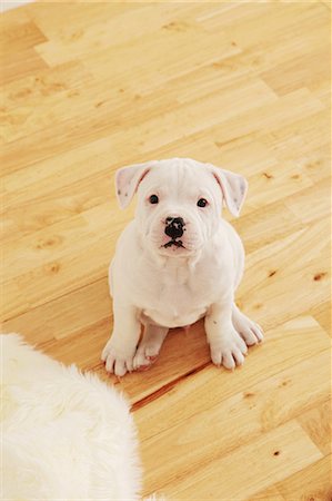 simsearch:859-06725114,k - Staffordshire Bull Terrier on the floor looking at camera Stock Photo - Rights-Managed, Code: 859-06725072