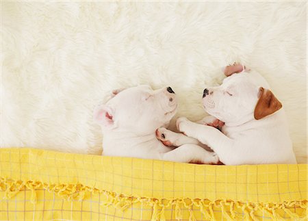 Staffordshire Bull Terrier puppies sleeping on a carpet Stock Photo - Rights-Managed, Code: 859-06725086