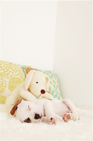 simsearch:859-06725273,k - Sleeping Staffordshire Bull Terrier and stuffed dog Stock Photo - Rights-Managed, Code: 859-06725088