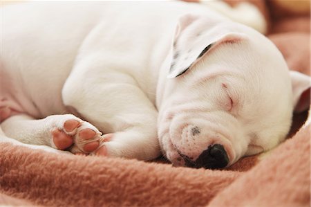 simsearch:6113-07543098,k - Staffordshire Bull Terrier sleeping on a carpet Foto de stock - Con derechos protegidos, Código: 859-06725089