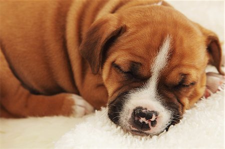 simsearch:622-06842090,k - Staffordshire Bull Terrier sleeping on a carpet Stock Photo - Rights-Managed, Code: 859-06725081