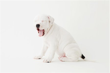 simsearch:859-06725338,k - Staffordshire Bull Terrier yawning on the floor Stockbilder - Lizenzpflichtiges, Bildnummer: 859-06725094