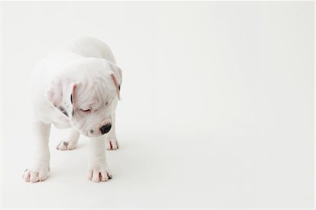 dogs on white - Staffordshire Bull Terrier looking down Stock Photo - Rights-Managed, Code: 859-06725097