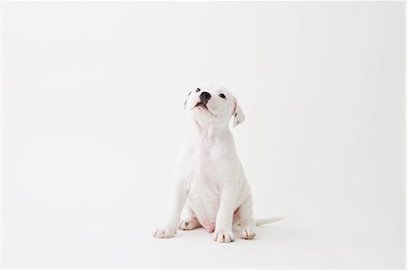 Staffordshire Bull Terrier looking up Stock Photo - Rights-Managed, Code: 859-06725098