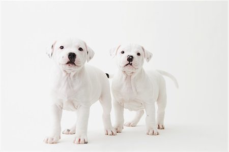 simsearch:859-06725114,k - Staffordshire Bull Terrier puppies looking at camera Stock Photo - Rights-Managed, Code: 859-06725099