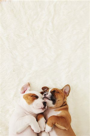 puppy and dog - Staffordshire Bull Terrier puppies sleeping on a carpet Stock Photo - Rights-Managed, Code: 859-06725090