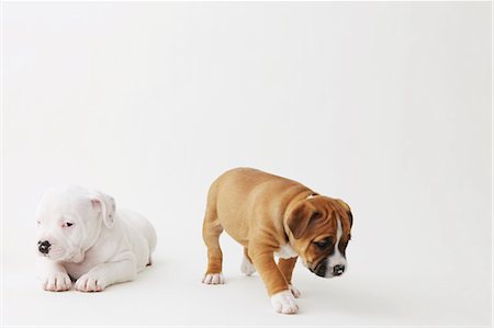 simsearch:859-06725114,k - Staffordshire Bull Terrier puppies Stock Photo - Rights-Managed, Code: 859-06725104