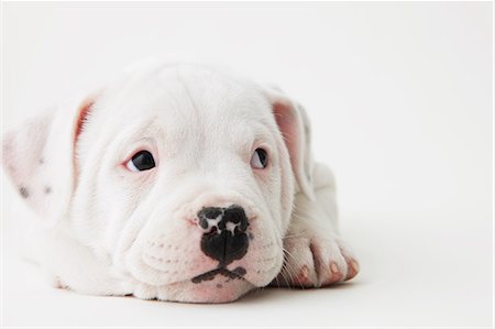 simsearch:859-06725114,k - Staffordshire Bull Terrier lying down on the floor Stock Photo - Rights-Managed, Code: 859-06725105