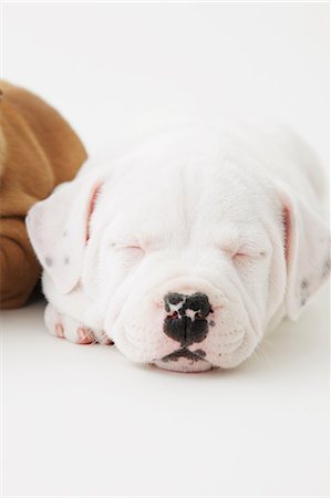 dog eyes - Staffordshire Bull Terrier sleeping on the floor Stock Photo - Rights-Managed, Code: 859-06725107