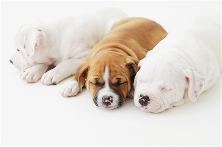 Staffordshire Bull Terrier puppies sleeping on the floor Stock Photo - Rights-Managed, Code: 859-06725109