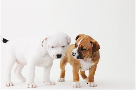 simsearch:859-06725114,k - Staffordshire Bull Terrier puppies Stock Photo - Rights-Managed, Code: 859-06725100