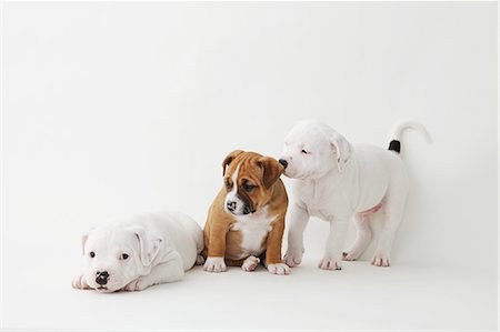 simsearch:859-06725114,k - Staffordshire Bull Terrier puppies Stock Photo - Rights-Managed, Code: 859-06725103