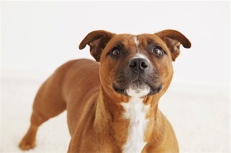 simsearch:859-06725114,k - Staffordshire Bull Terrier looking at camera Stock Photo - Rights-Managed, Code: 859-06725114