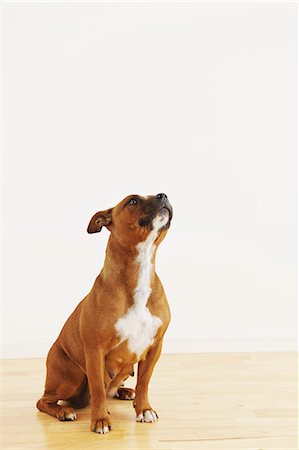 Staffordshire Bull Terrier sitting on the floor Stockbilder - Lizenzpflichtiges, Bildnummer: 859-06725116