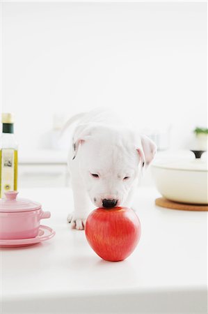 simsearch:859-06725114,k - Staffordshire Bull Terrier puppy biting an apple Stock Photo - Rights-Managed, Code: 859-06725118