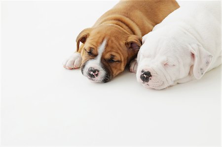 schließen - Staffordshire Bull Terrier puppies sleeping on the floor Stockbilder - Lizenzpflichtiges, Bildnummer: 859-06725110