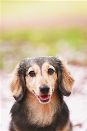 dachshund - Dachshund looking at camera Foto de stock - Con derechos protegidos, Código: 859-06725128