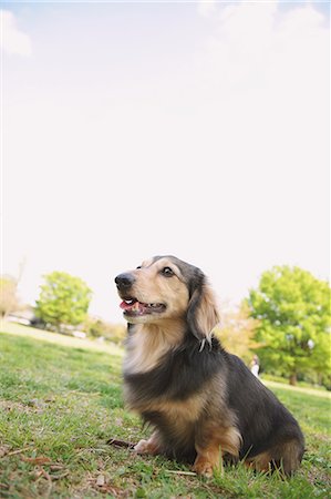 dachshund - Dachshund sitting on the grass Stock Photo - Rights-Managed, Code: 859-06725139