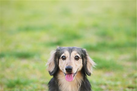 simsearch:859-06725137,k - Dachshund looking at camera Stock Photo - Rights-Managed, Code: 859-06725133