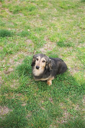 simsearch:859-08244335,k - Dachshund sitting on the grass Stock Photo - Rights-Managed, Code: 859-06725140