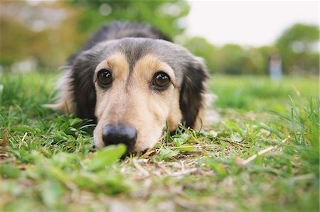 simsearch:859-08244352,k - Dachshund looking at camera on the grass Stockbilder - Lizenzpflichtiges, Bildnummer: 859-06725141