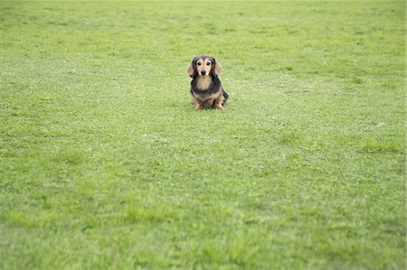 simsearch:859-06725137,k - Dachshund sitting on the grass Stock Photo - Rights-Managed, Code: 859-06725142