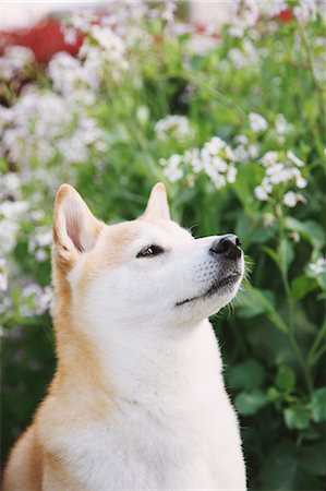 simsearch:859-08244335,k - Shiba inu and flowers Stock Photo - Rights-Managed, Code: 859-06725158