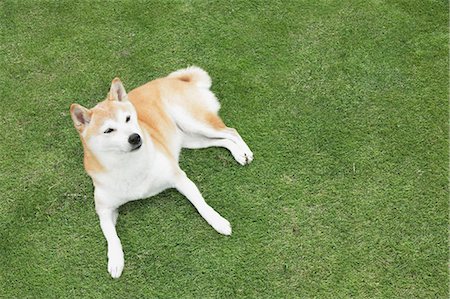 simsearch:859-08244335,k - Shiba inu Stock Photo - Rights-Managed, Code: 859-06725159