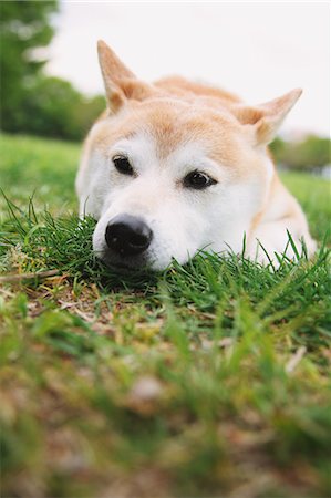 simsearch:859-06725114,k - Shiba inu lying down on the grass Stock Photo - Rights-Managed, Code: 859-06725161