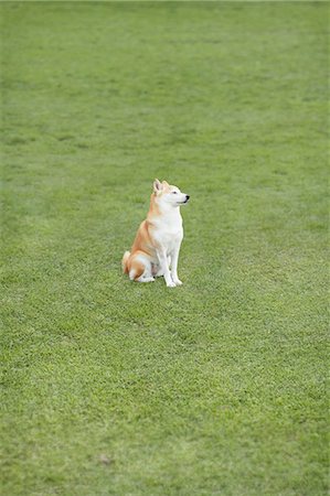 simsearch:859-08244335,k - Shiba inu sitting on the grass Stock Photo - Rights-Managed, Code: 859-06725163