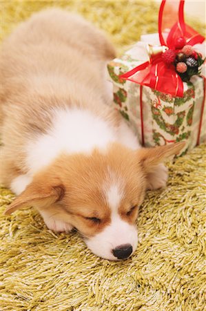 relaxing christmas - Corgi sleeping with Christmas present on a carpet Stock Photo - Rights-Managed, Code: 859-06725173