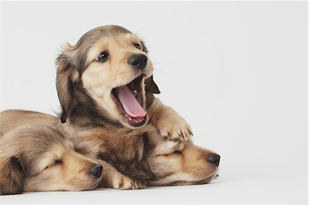 dachshunds - Puppies sleeping Stock Photo - Rights-Managed, Code: 859-06725195