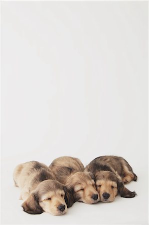 simsearch:622-06900367,k - Puppies sleeping on the floor Stock Photo - Rights-Managed, Code: 859-06725190