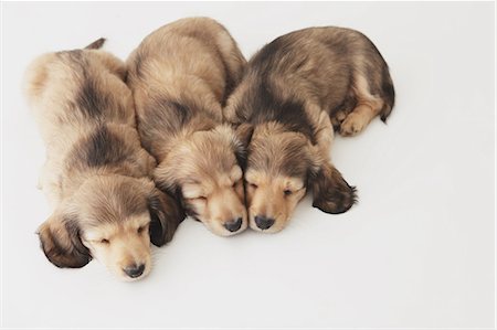dachshunds - Puppy sleeping on the floor Stock Photo - Rights-Managed, Code: 859-06725191