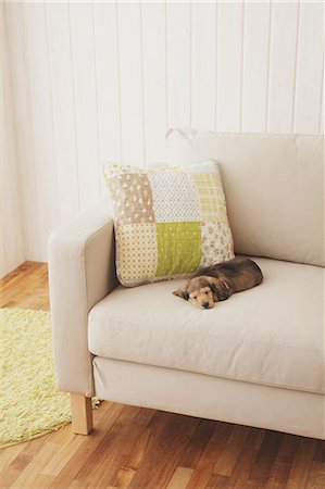 dachshund - Puppy sleeping on the couch Stock Photo - Rights-Managed, Code: 859-06725206