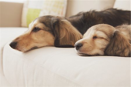 prone - Mother dog and puppy on the couch Stock Photo - Rights-Managed, Code: 859-06725209