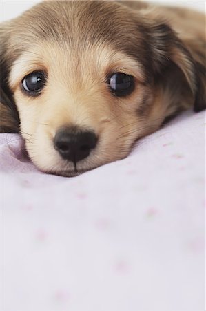 dachshund - Puppy lying down on a blanket Foto de stock - Con derechos protegidos, Código: 859-06725201