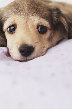 simsearch:859-06725198,k - Puppy lying down on a blanket Stock Photo - Rights-Managed, Code: 859-06725201