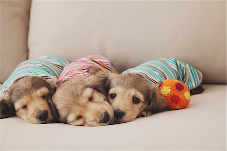 simsearch:622-06900367,k - Puppies sleeping with balls Stock Photo - Rights-Managed, Code: 859-06725216